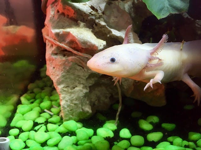 Baby Axolotl So Cute So Exotic What About The Eggs By Betta Fish News Medium Club Medium