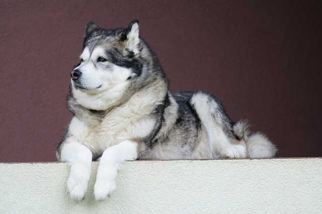 malamute sled dog