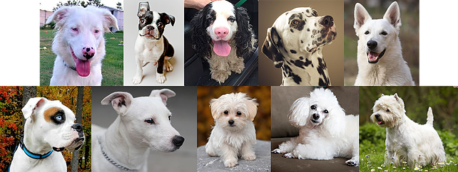 deaf dogs for adoption near me