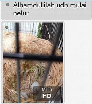 Wa 085 879 835 356 Vitamin Blackthroat Vitamin Buat Blackthroat