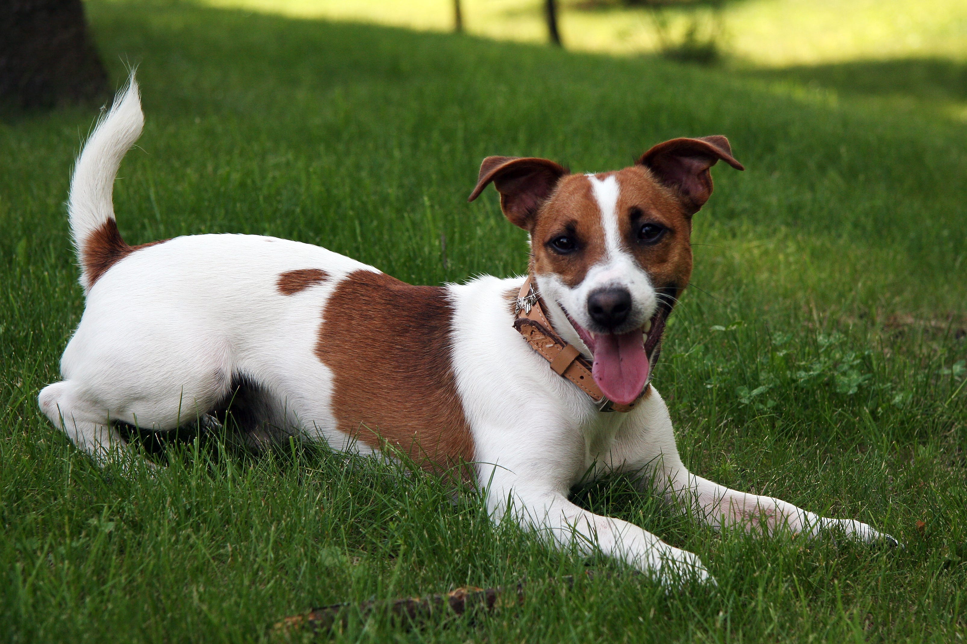 happy jack russell