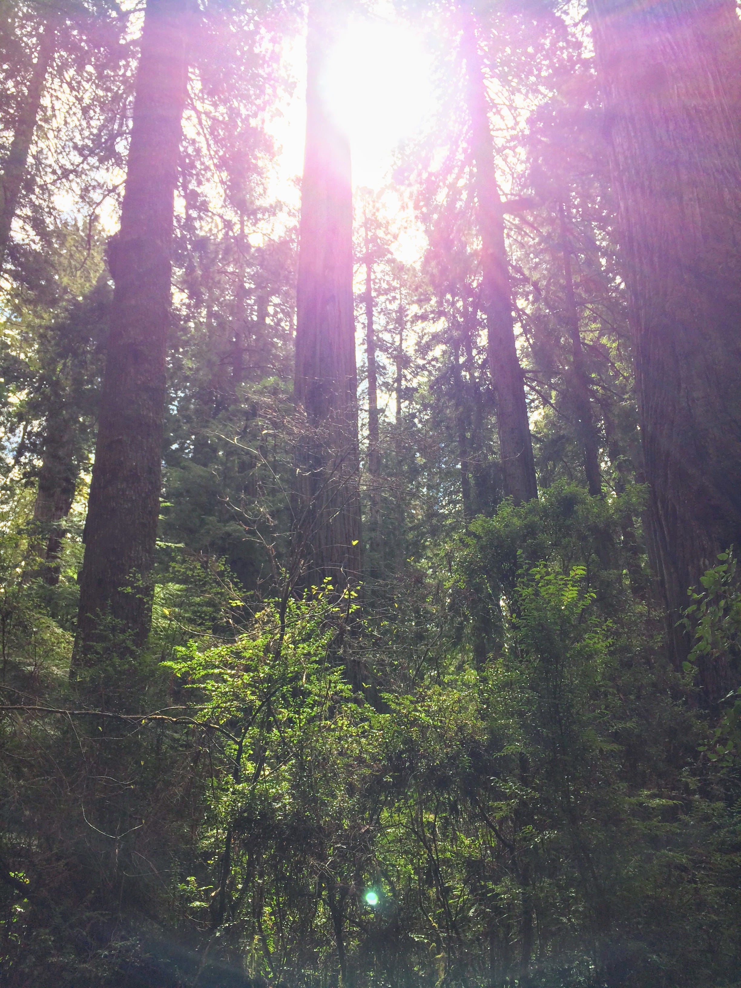 Redwood National Park Vancouver To Honolulu Medium