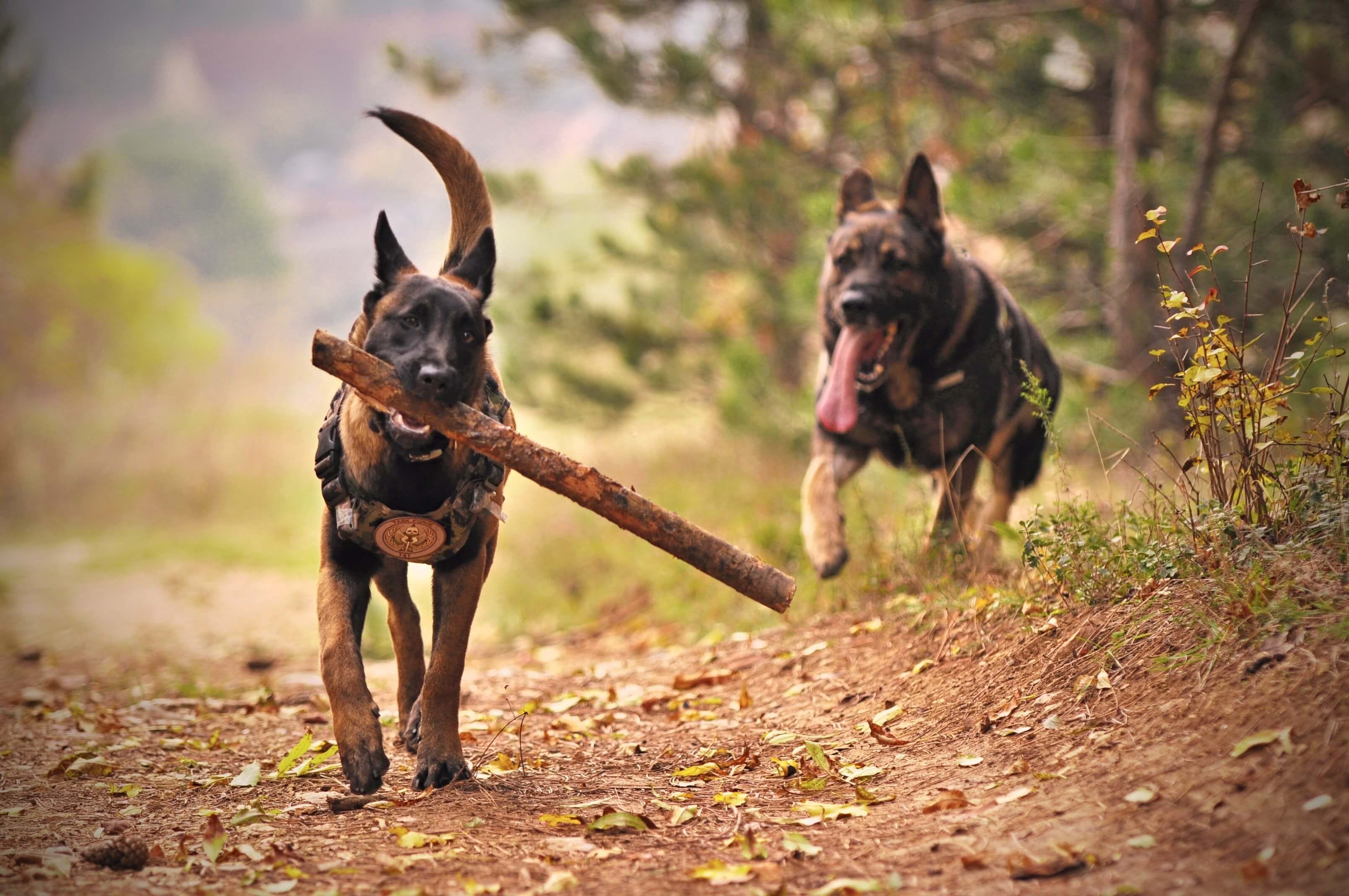 best shepherd dogs