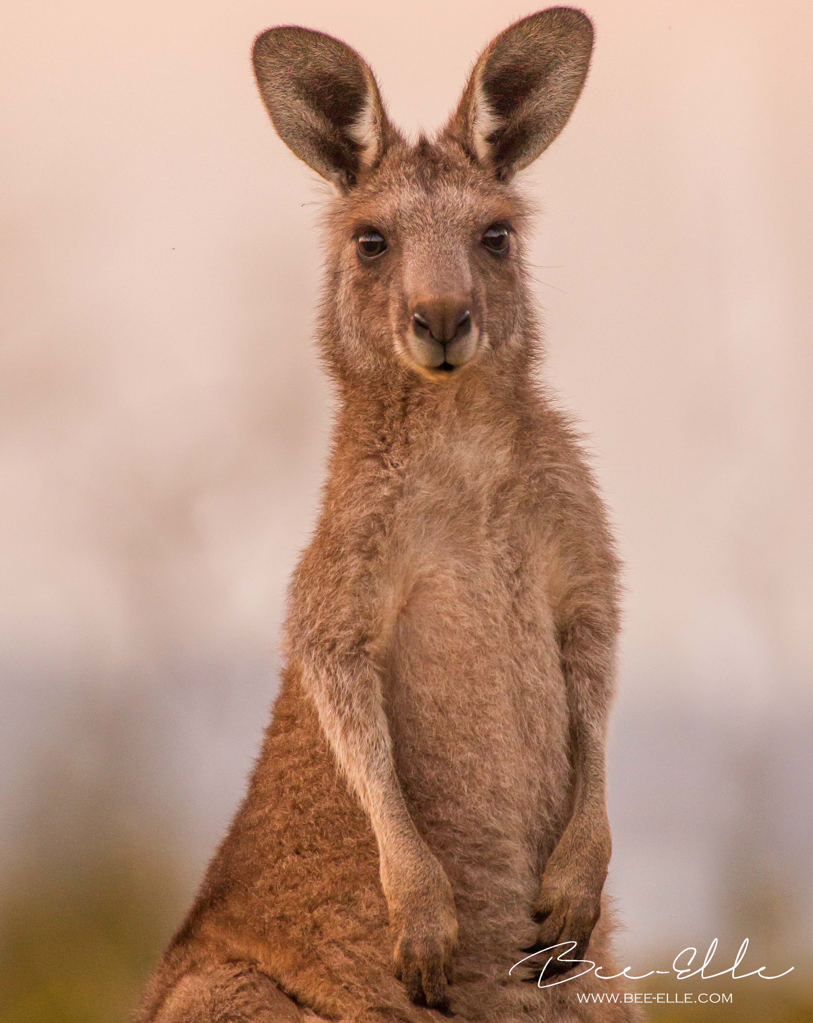 The Largest Killing of Land-Based Wildlife in the World: Australia's  Kangaroo Culls | by Bee Elle | Invironment | Medium