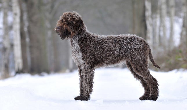most athletic dog breeds