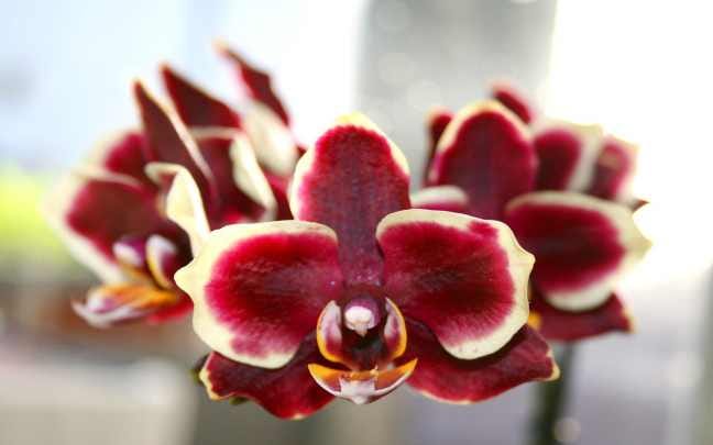 Orquídeas Phalaenopsis — Descubra Como Fazê-la Ter Muitas Flores | by  Thiago Leopoldino Ferreira | Medium