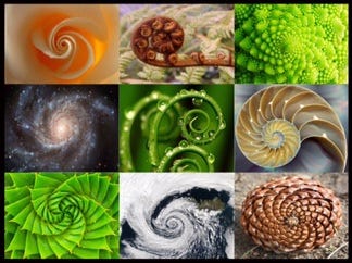 Spiral of life — Nature's secret code (Introduction) | by Chinmayi | Medium