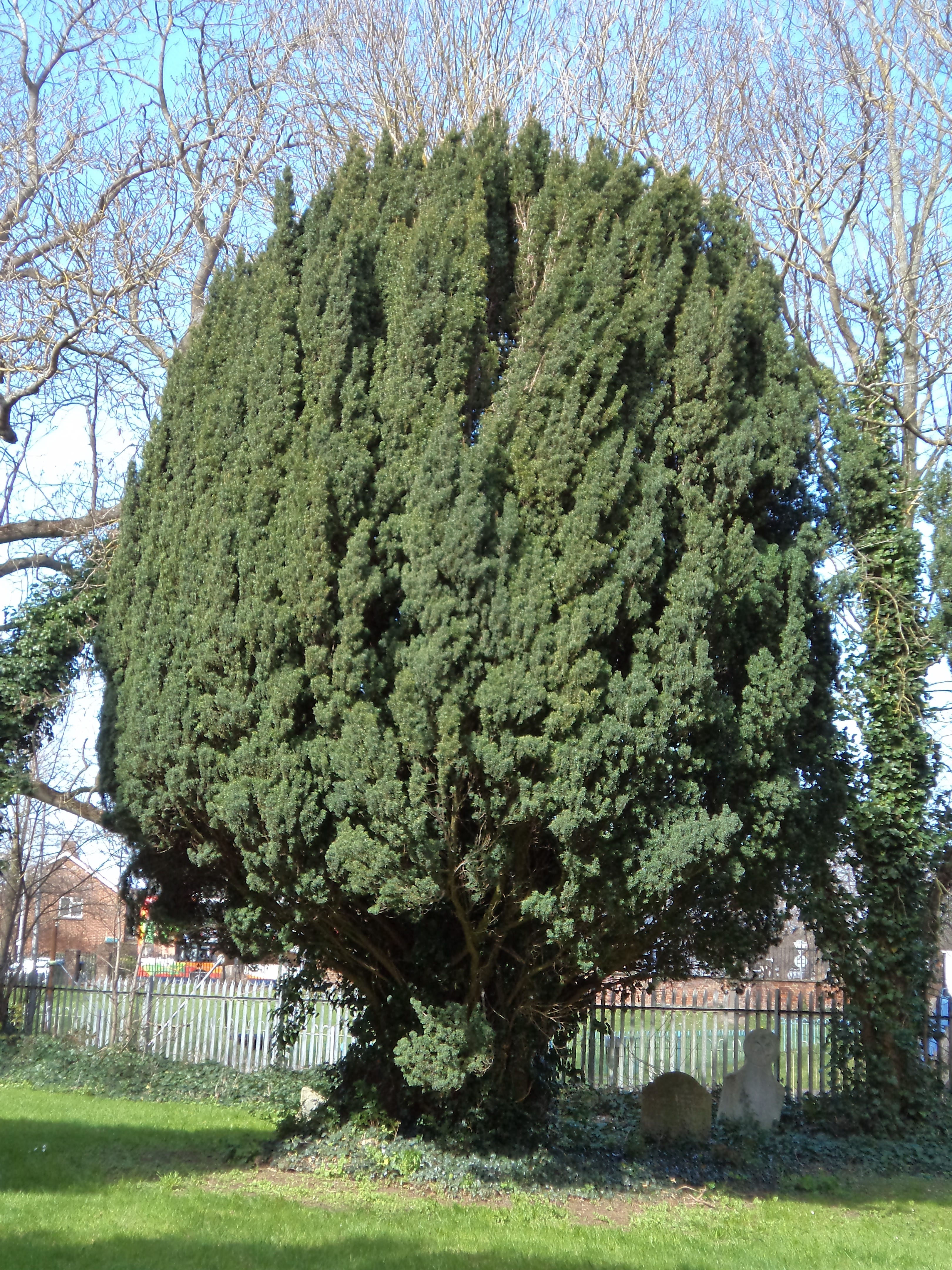 Y is for Yew. The yew tree (Taxus baccata) is often… | by CCCU | The Christ Church Heritage A to