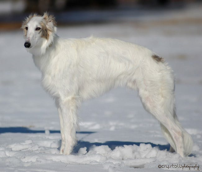 is the silken windhound legal in singapore