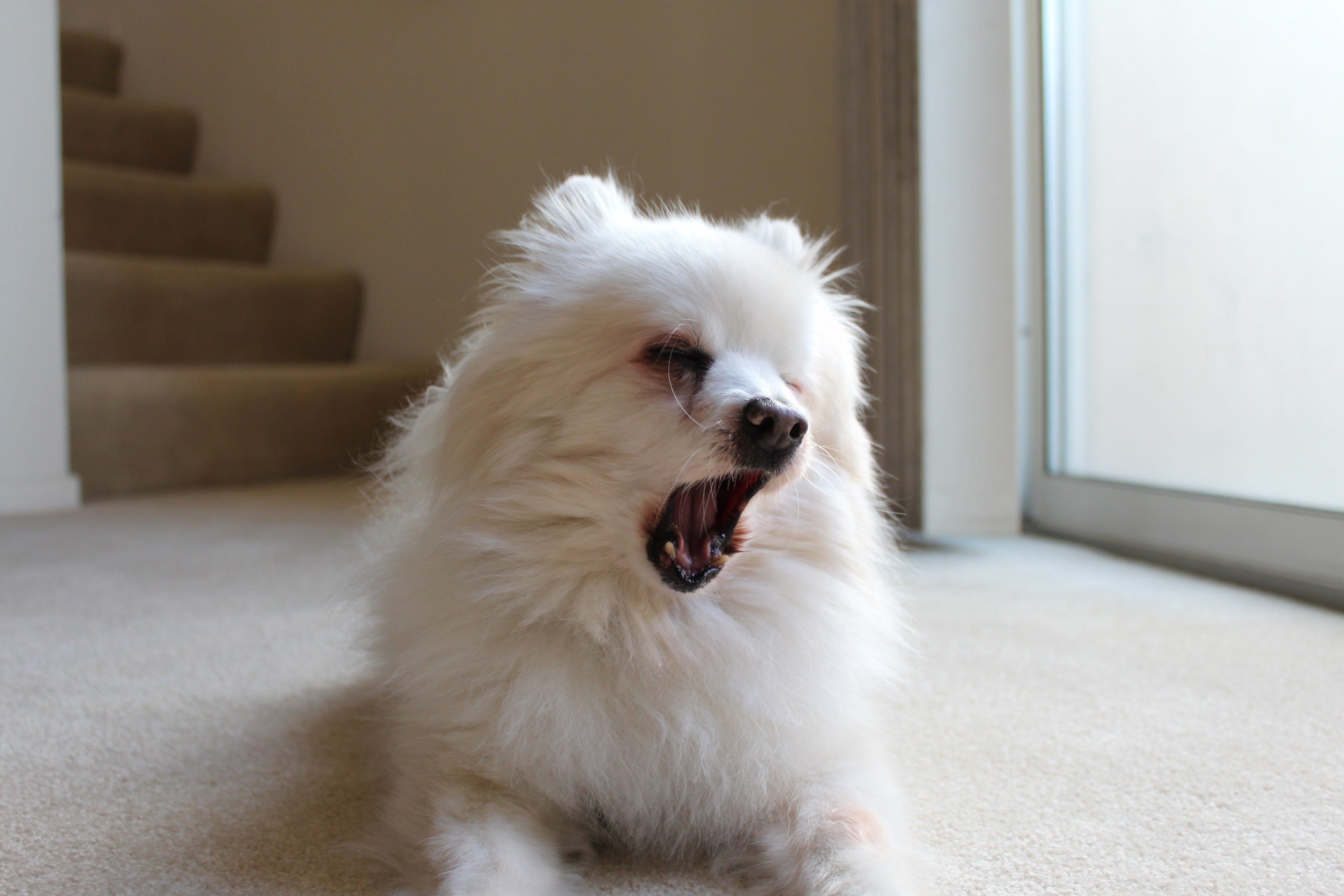 random dog breed selector