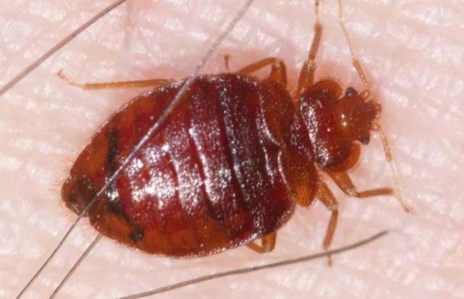 082334317200 Jasa Pembasmi Kutu Busuk Wonocolo Surabaya