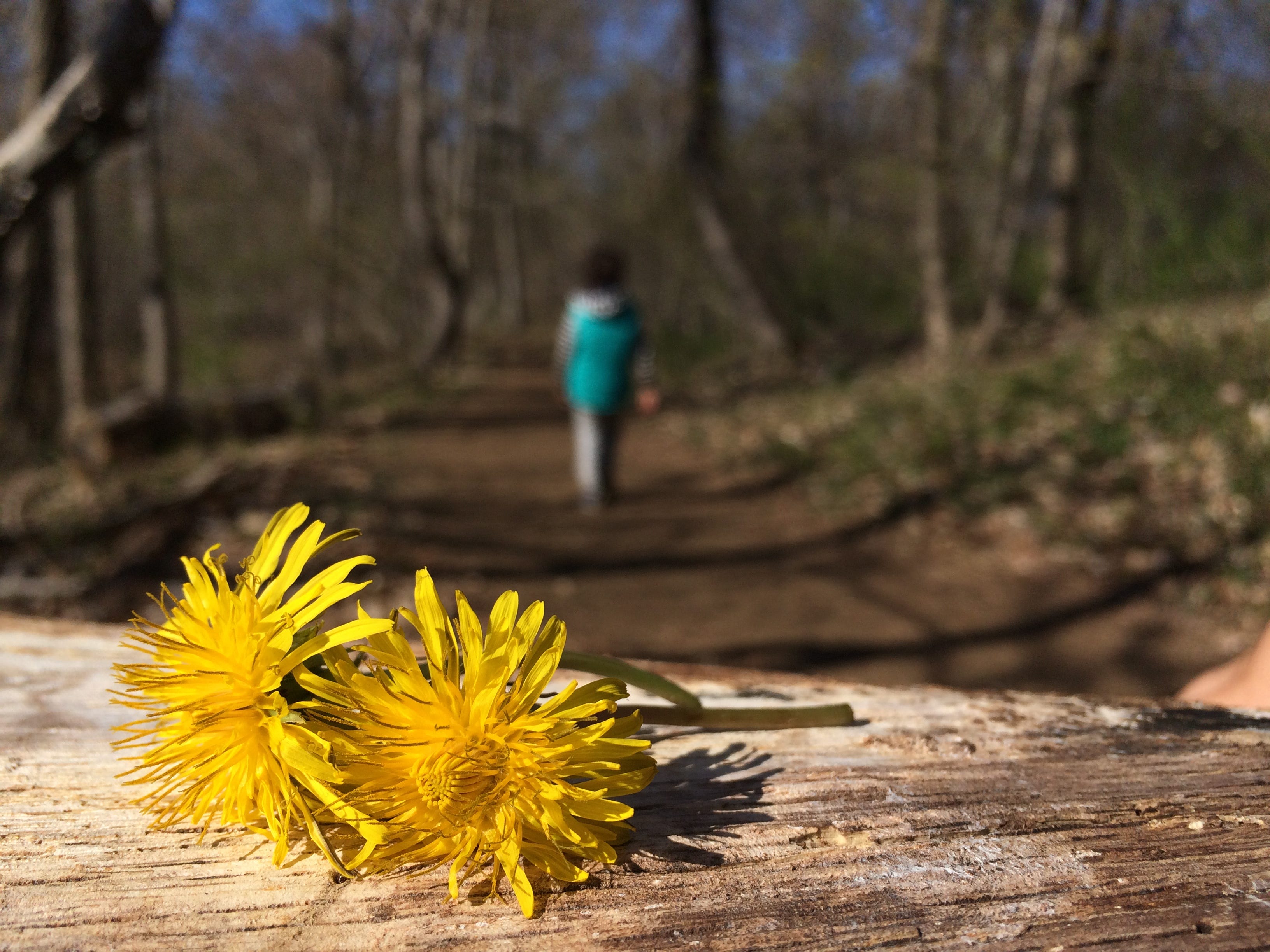 Duas Flores No Caminho Entao Aconteceu Assim Que Mais Ou By Ferdinando Casagrande Casa Do Bosque Medium
