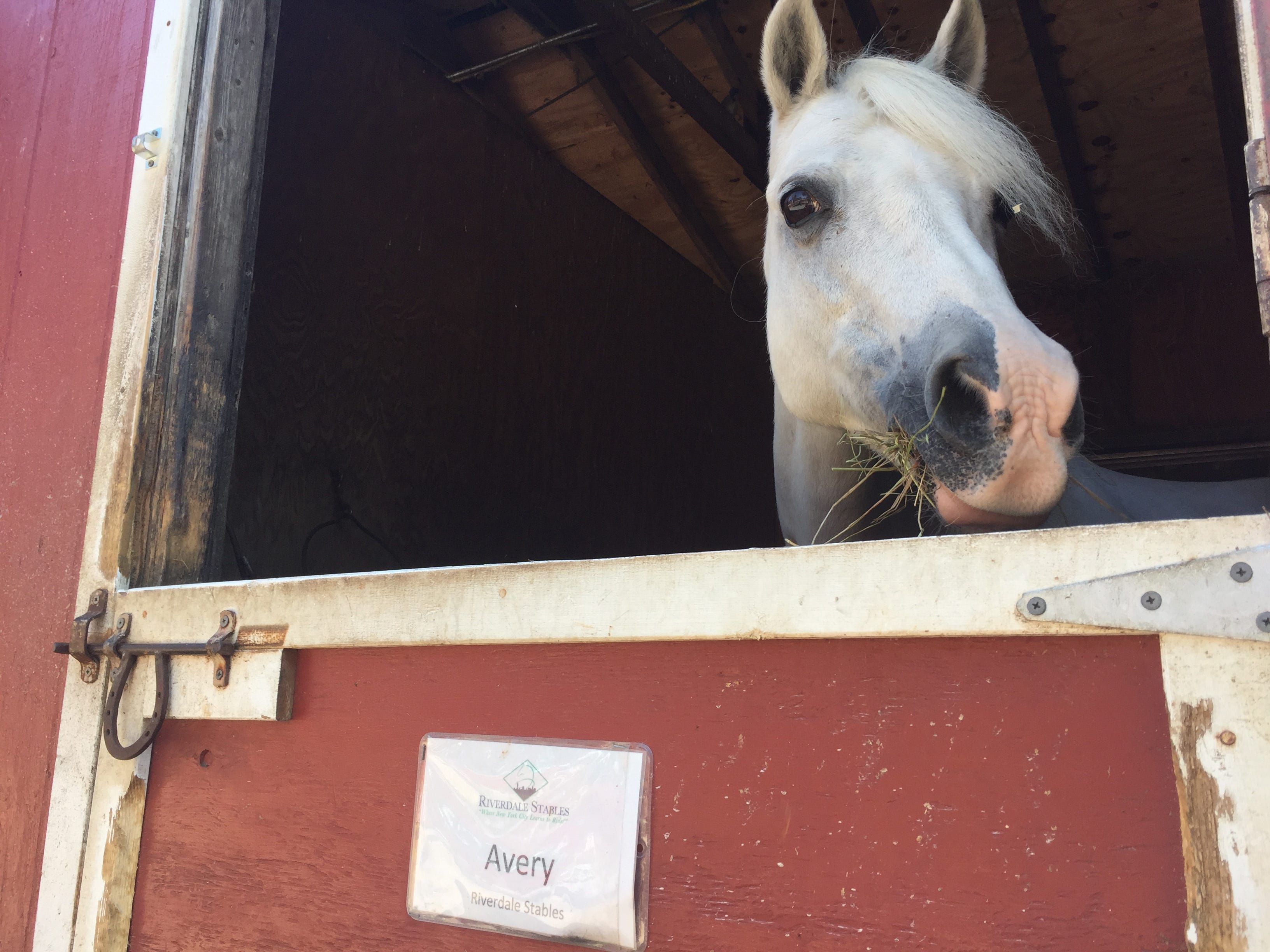 Hoofin It In Nyc Service Horses And Dogs Unleash New By Gabby Landsverk Medium