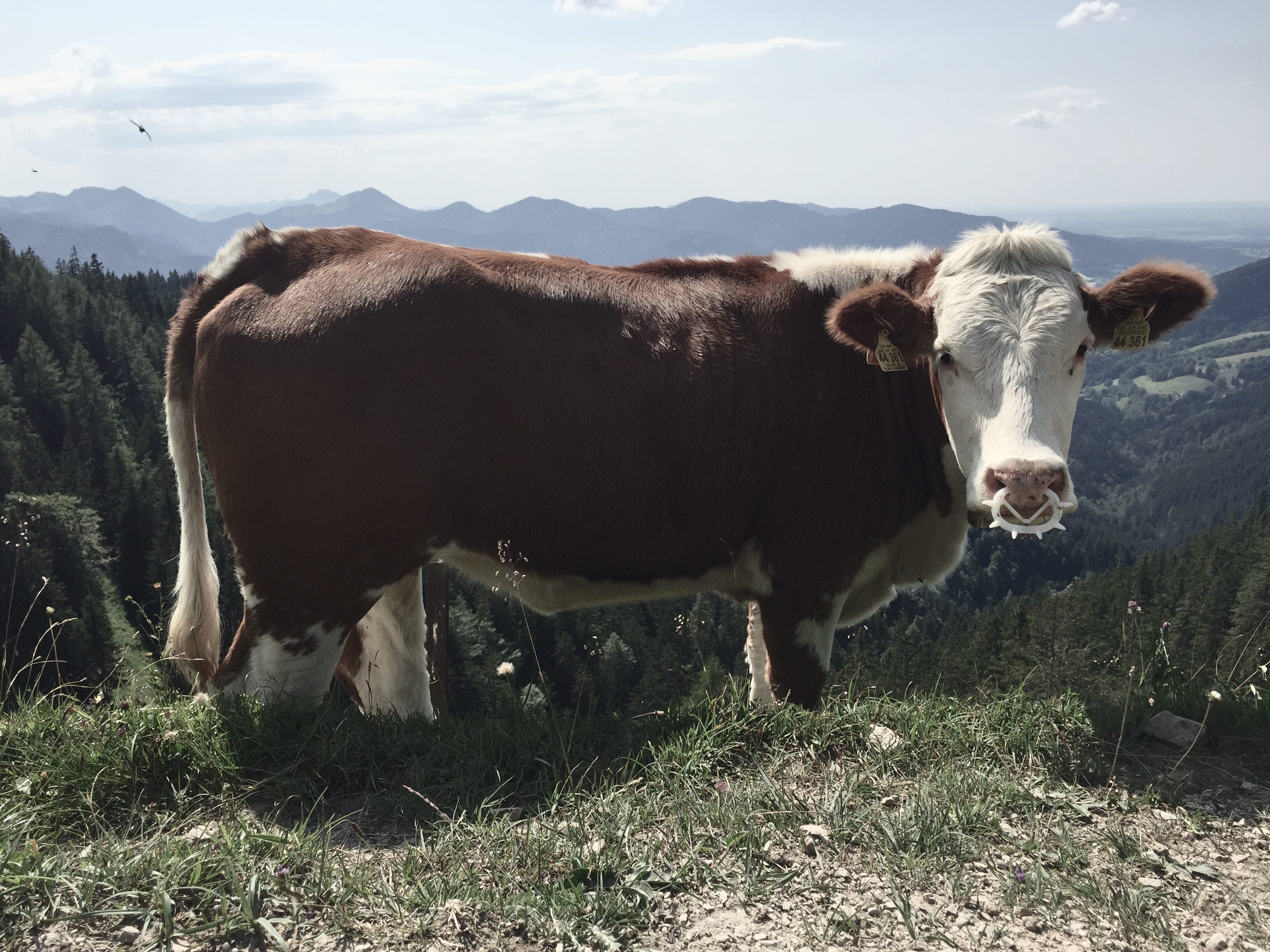 Download Wann immer HD Wann Immer