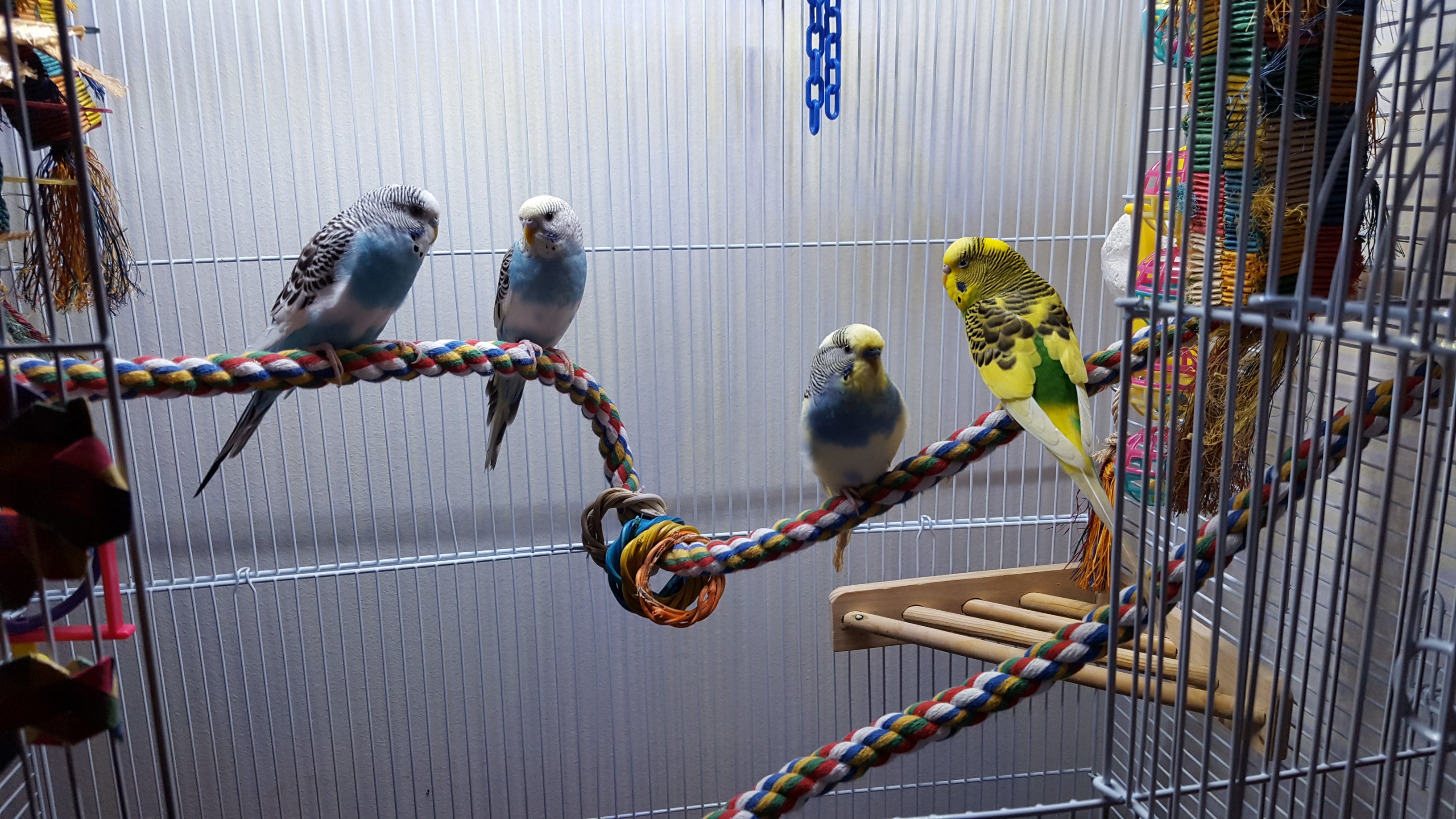 a parrot in a cage