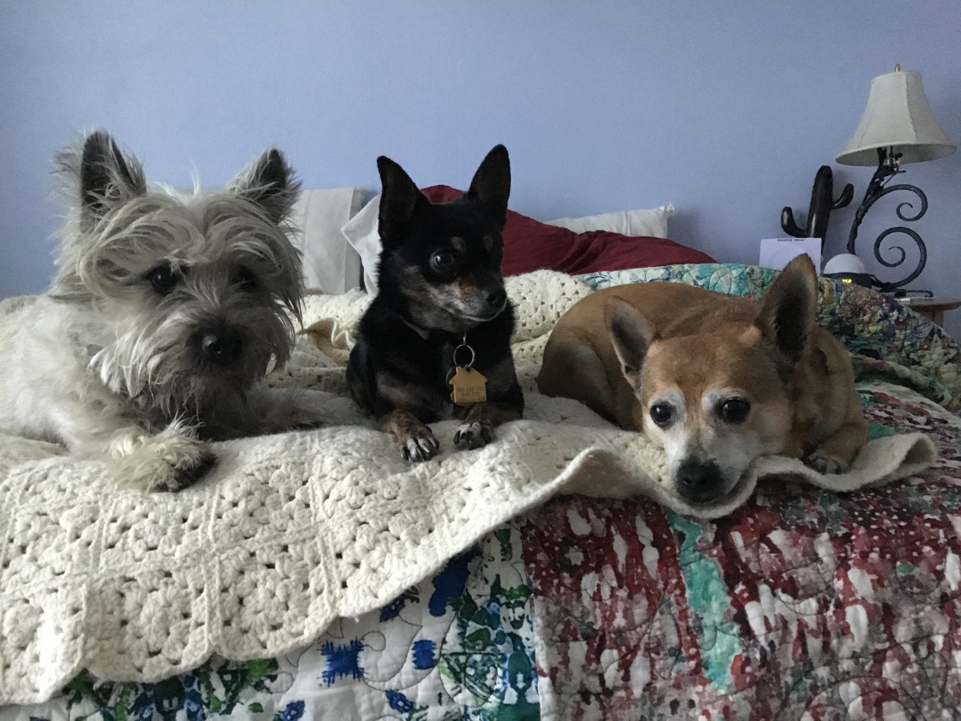 how to train a terrier puppy