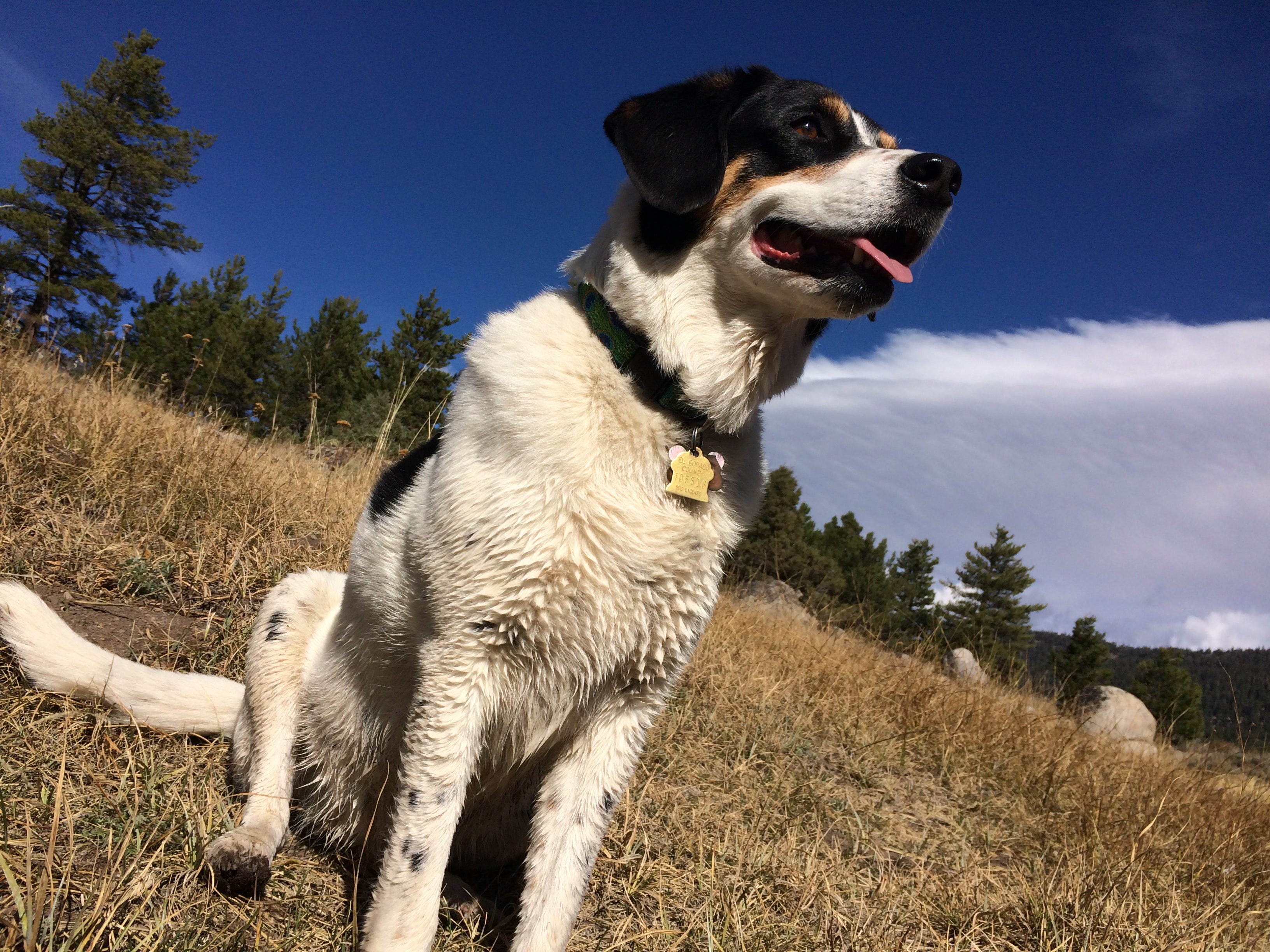 ten in dog years