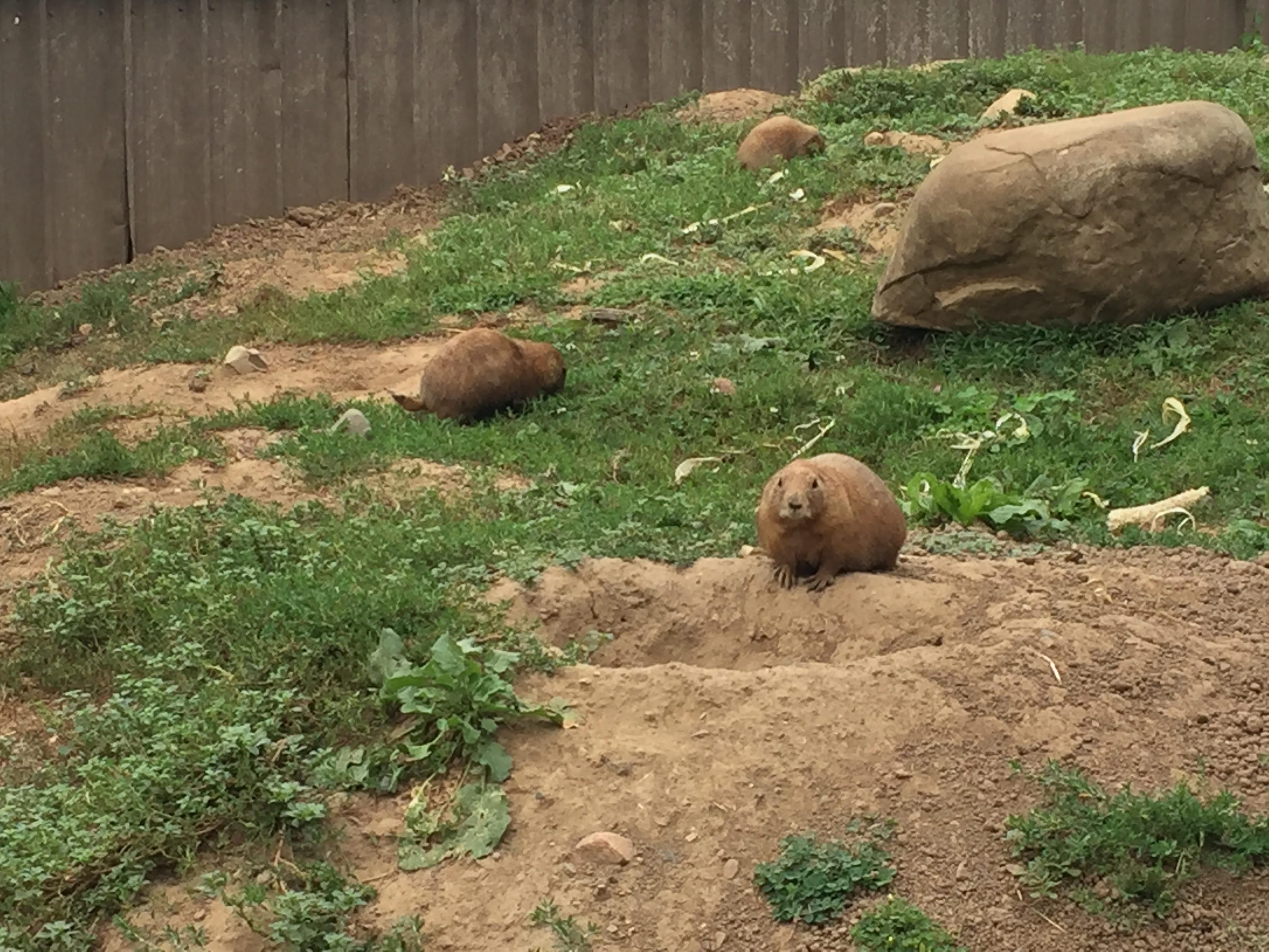 Three’s Company. November Six Word Photo Story… by Ellie Jacobson 🏻