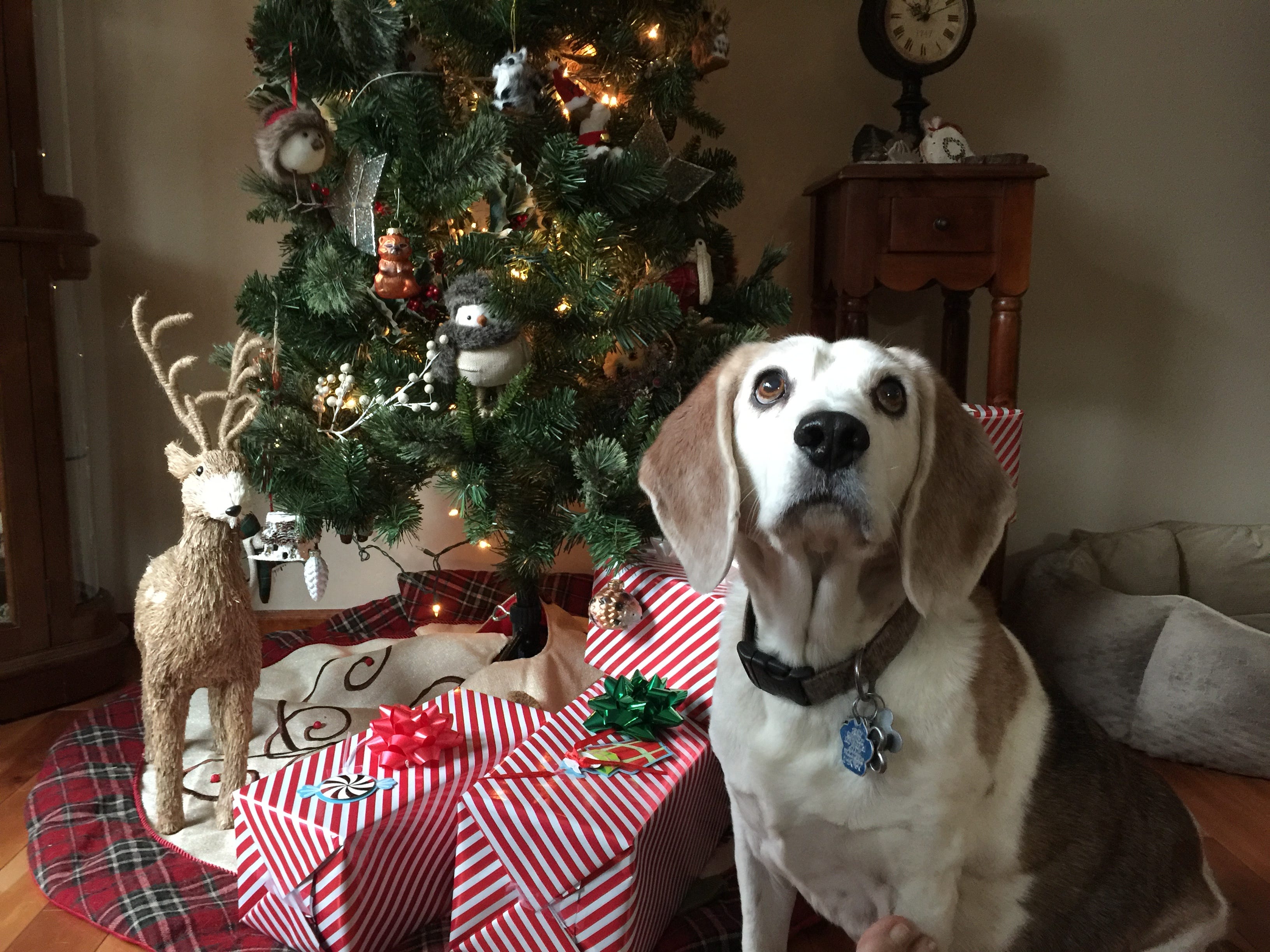 christmas beagle