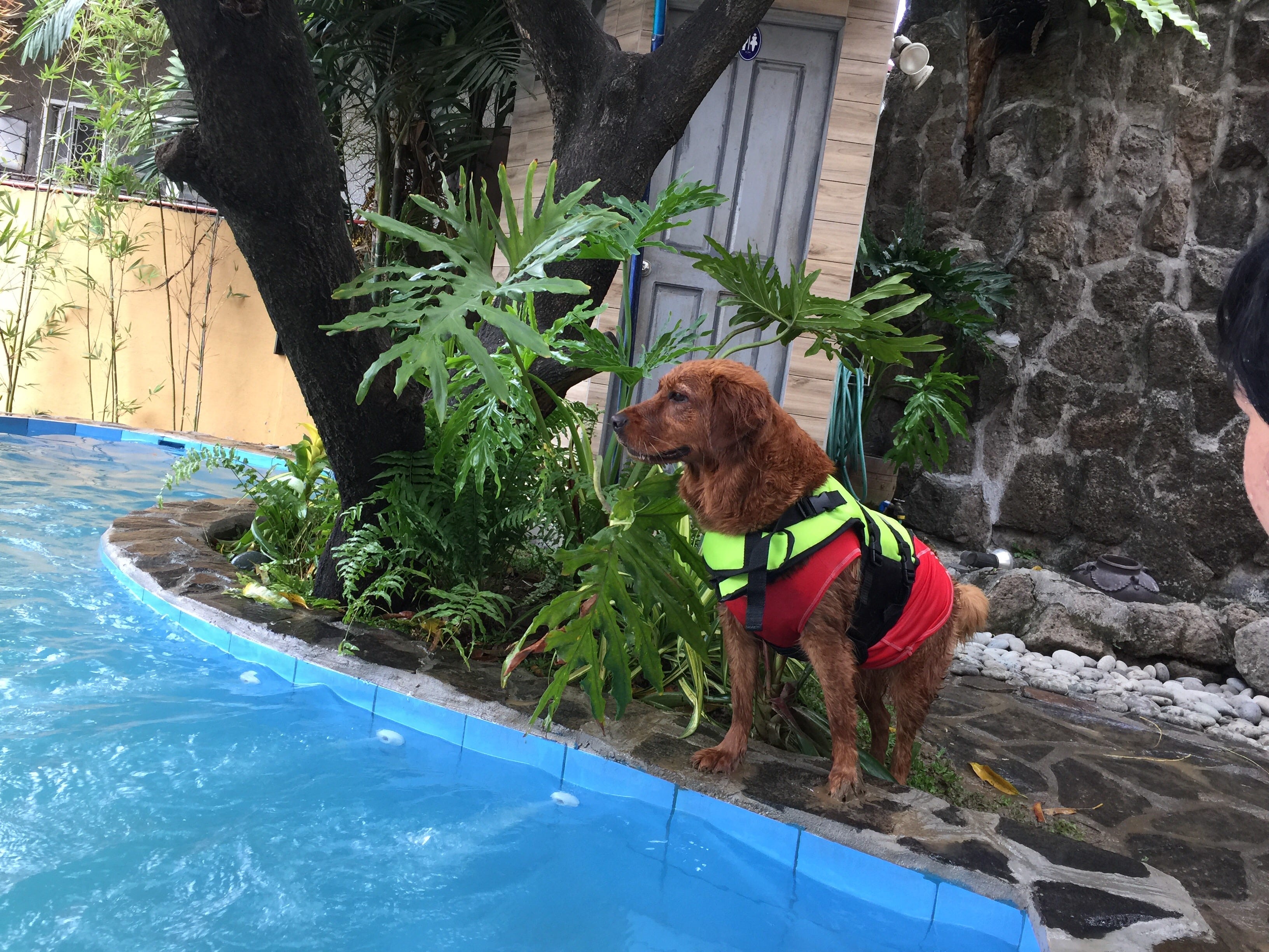 Doggieland Resort Not Really No By Shelley Situation Medium