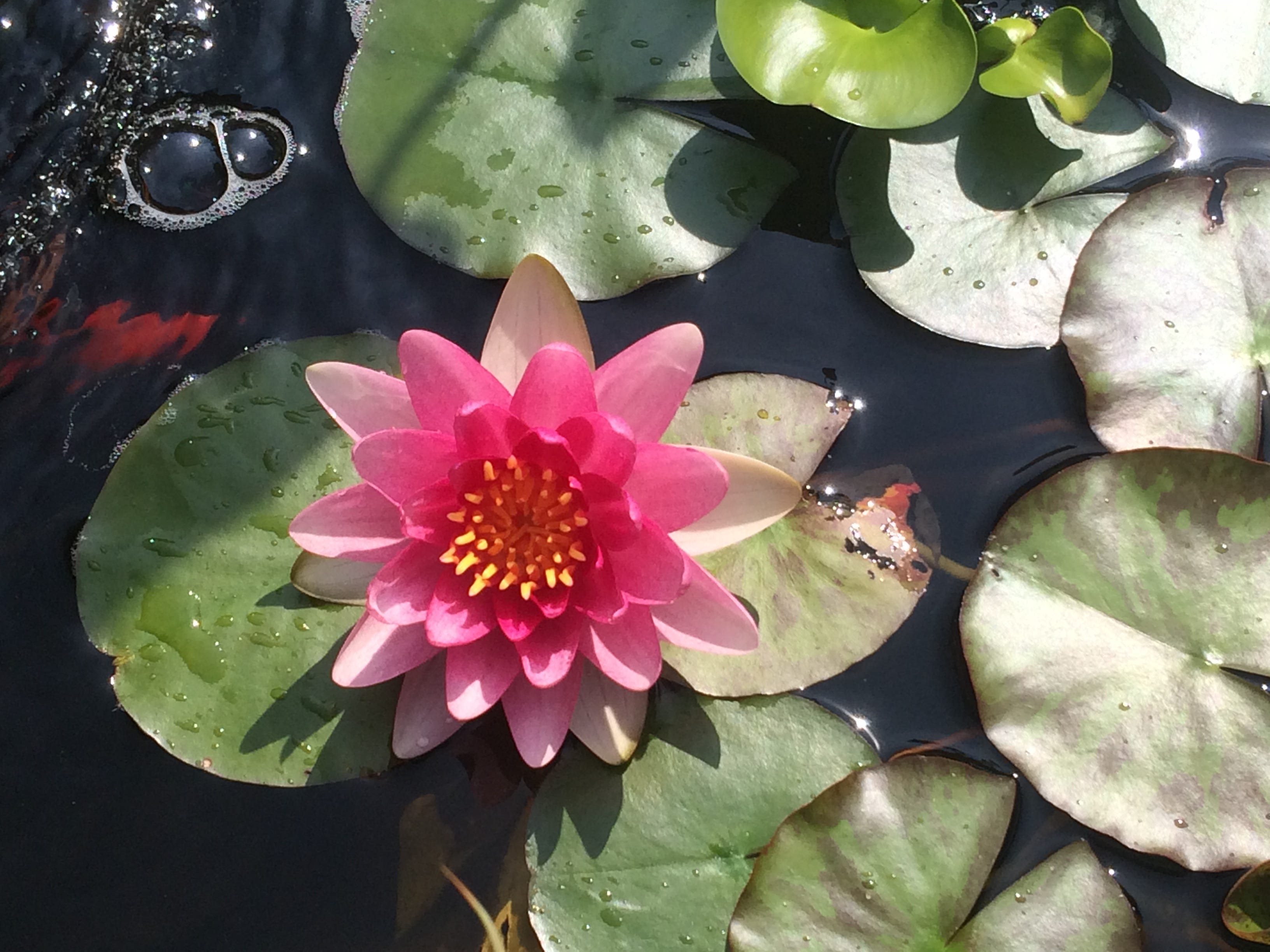 Every Picture Tells A Story Or Does It By Stephen Sovie The Writing Cooperative