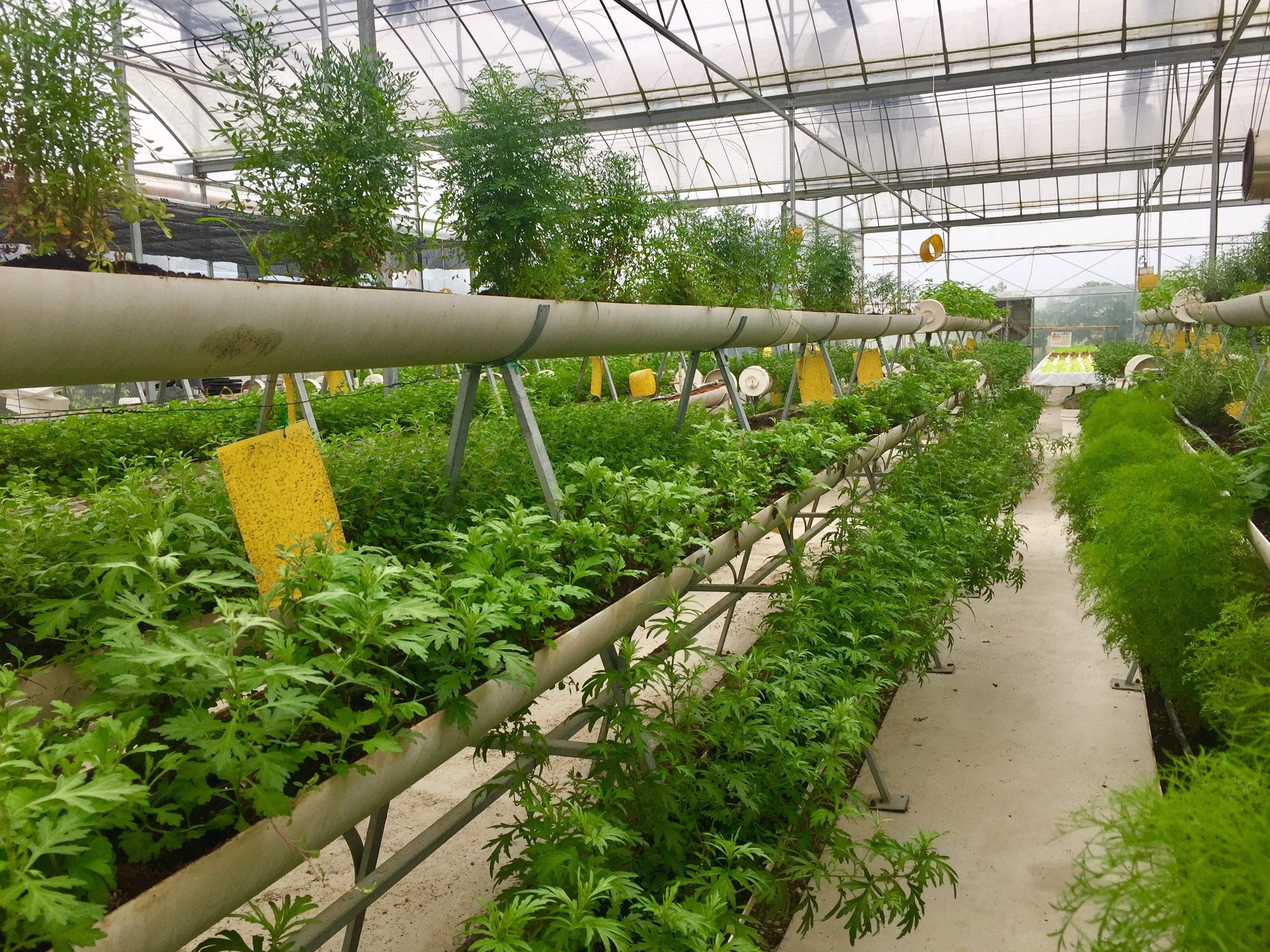 Cultivating Future Farmers Singapore S Kok Fah Technology Farm