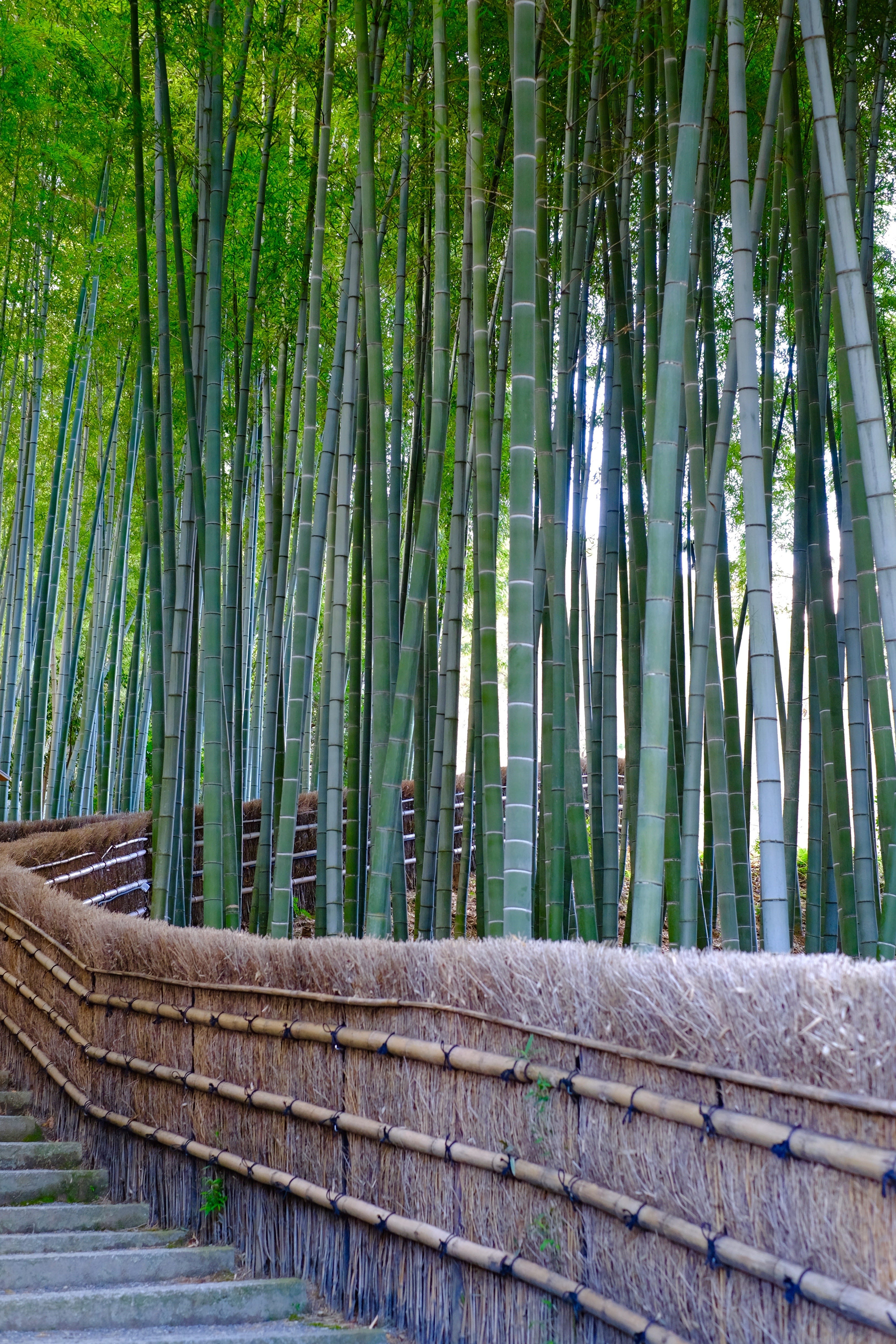 Bamboo Forests In Kyoto Here S A List Of My Three Favorite By Dominik Gehl Medium Bamboo Forests In Kyoto Here S A List Of My Three Favorite By Dominik Gehl Medium
