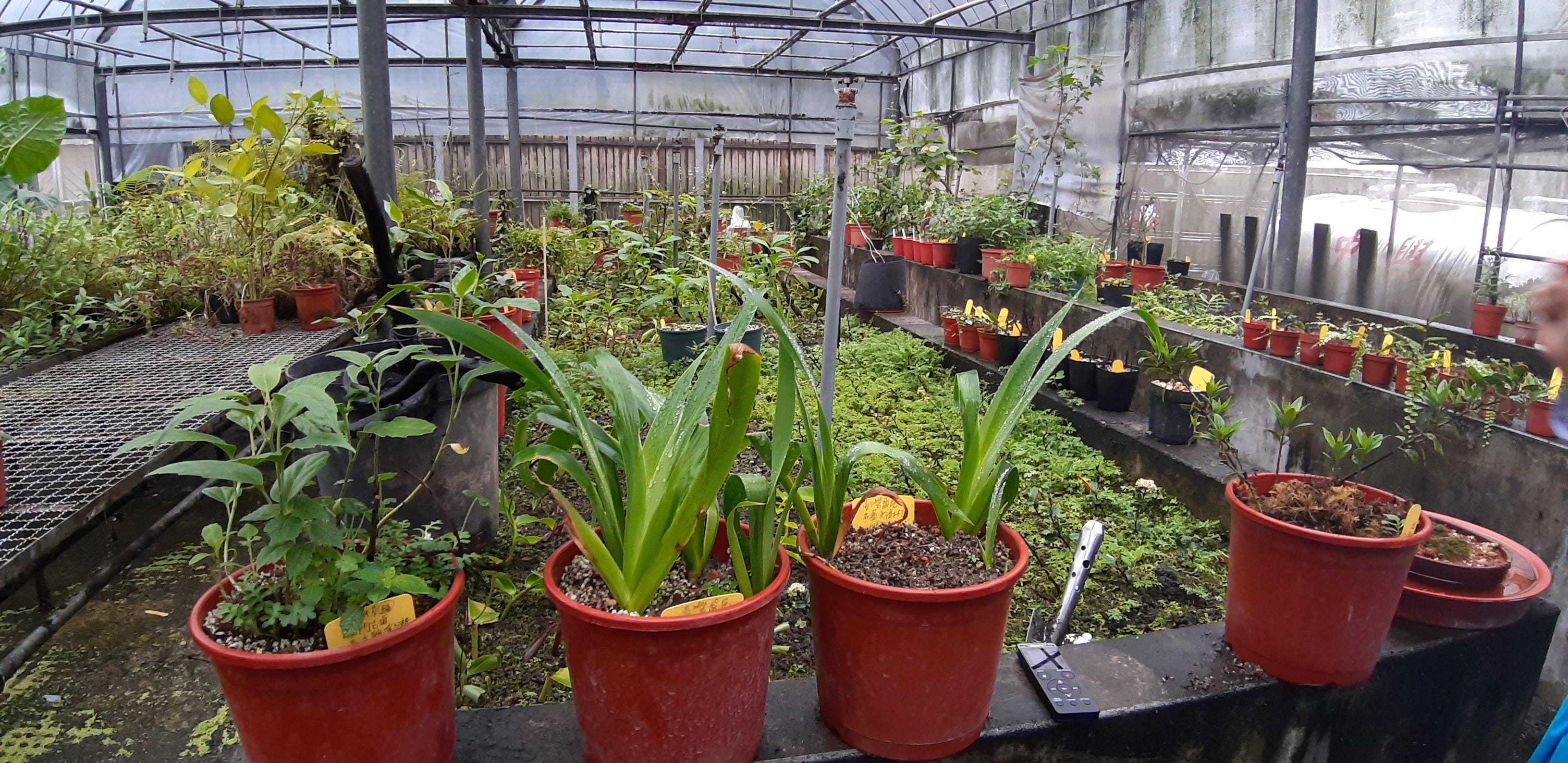在滅絕之前 為植物建造續命方舟 下 這一區很多植物來頭很大 幾乎都是受威脅物種 在植物園一隅 某個理當成為焦點的 By 植人雜志
