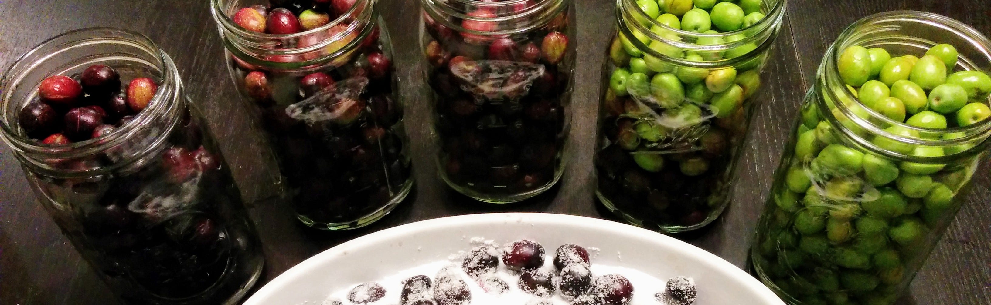 Curing Olives For The Eating Here In Davis We Have Lots Of Olive By Josh Livni Land And Ladle Medium