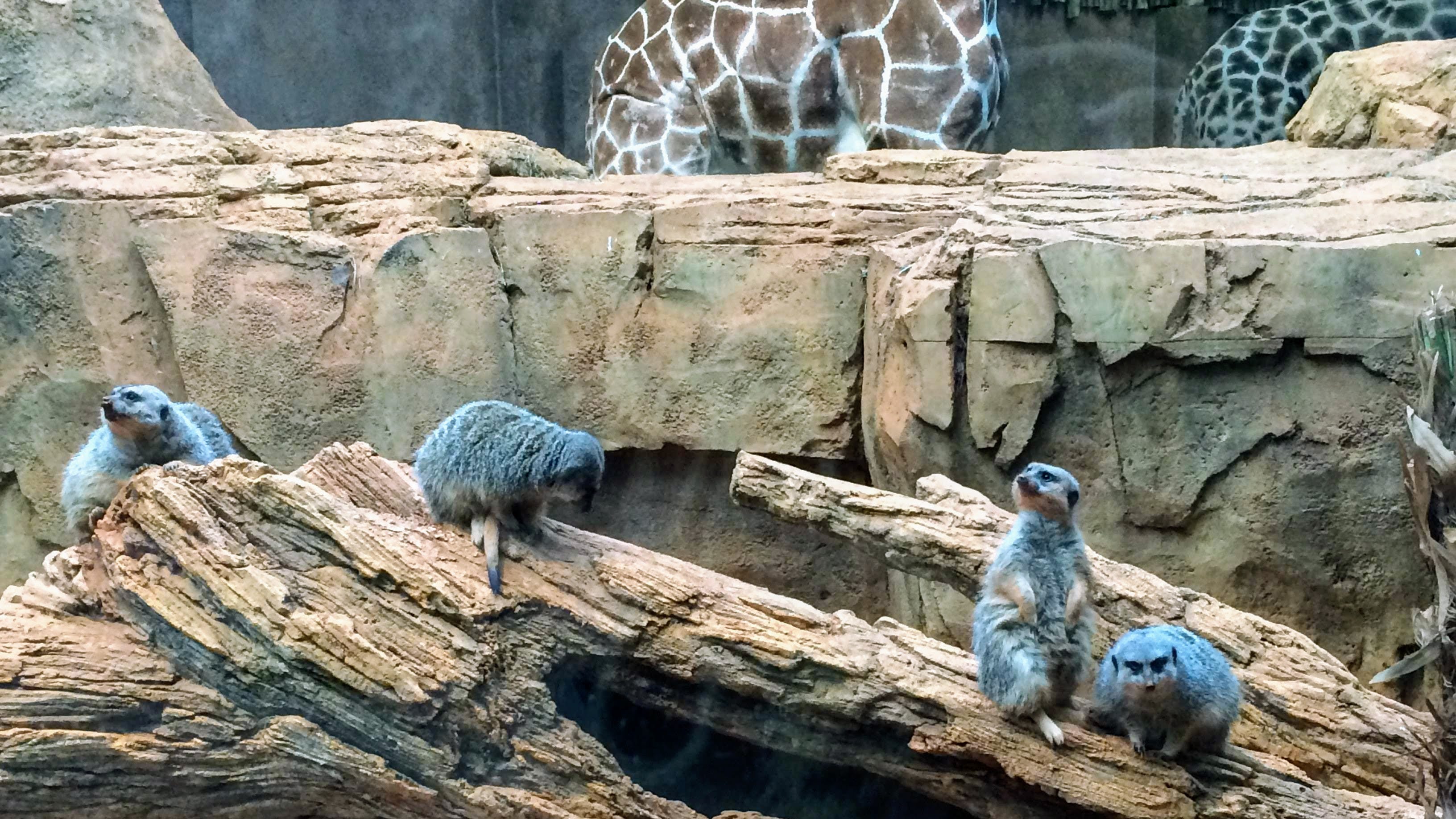 Dear Zoo, Are Your Animals OK?. An animal welfare scientist explains