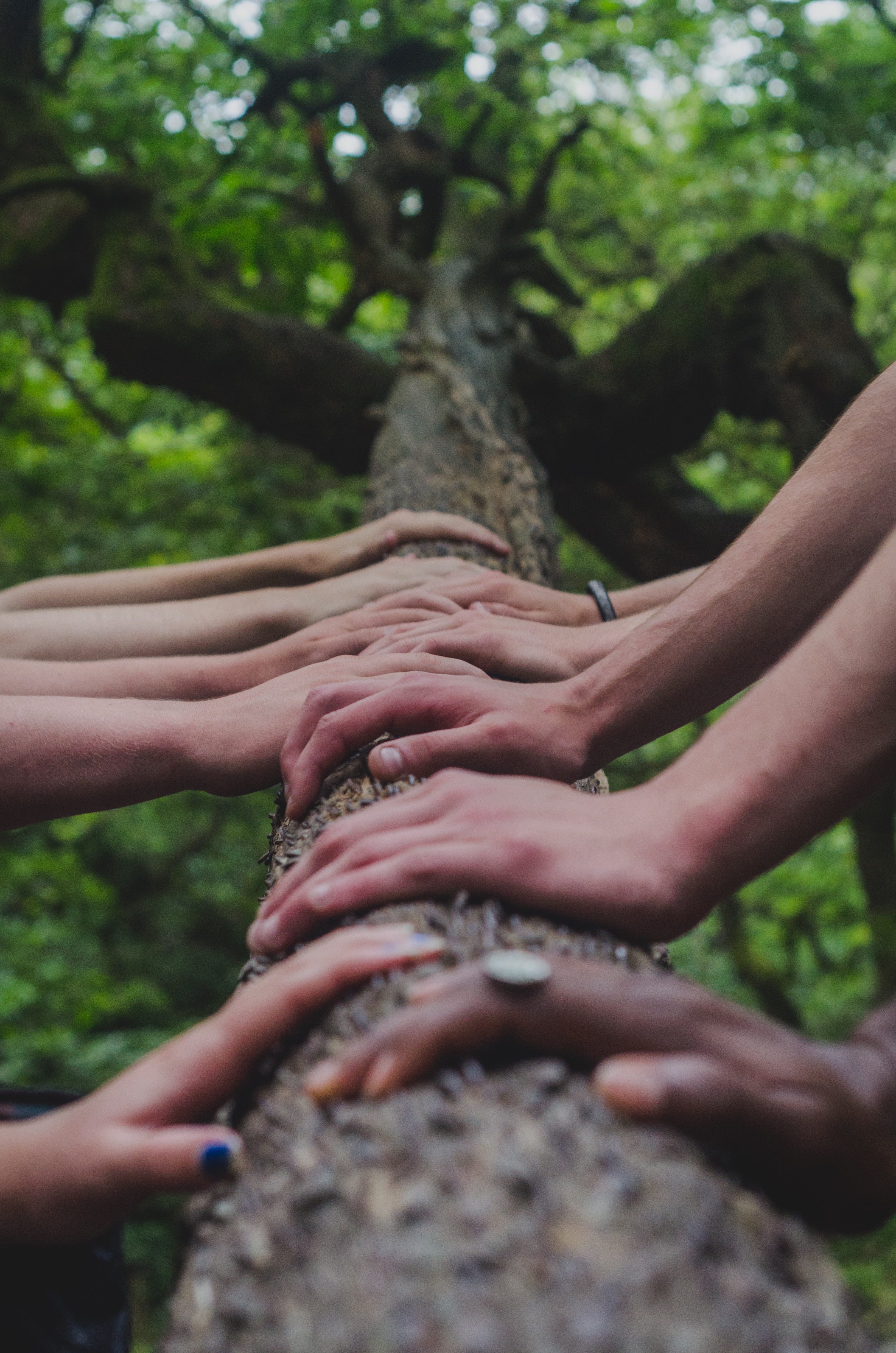 Hands holding tree trunk