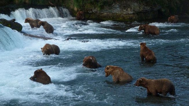 Mother Nature Network Article: “Meet the bears at Katmai National Park” |  by explore.org | Medium