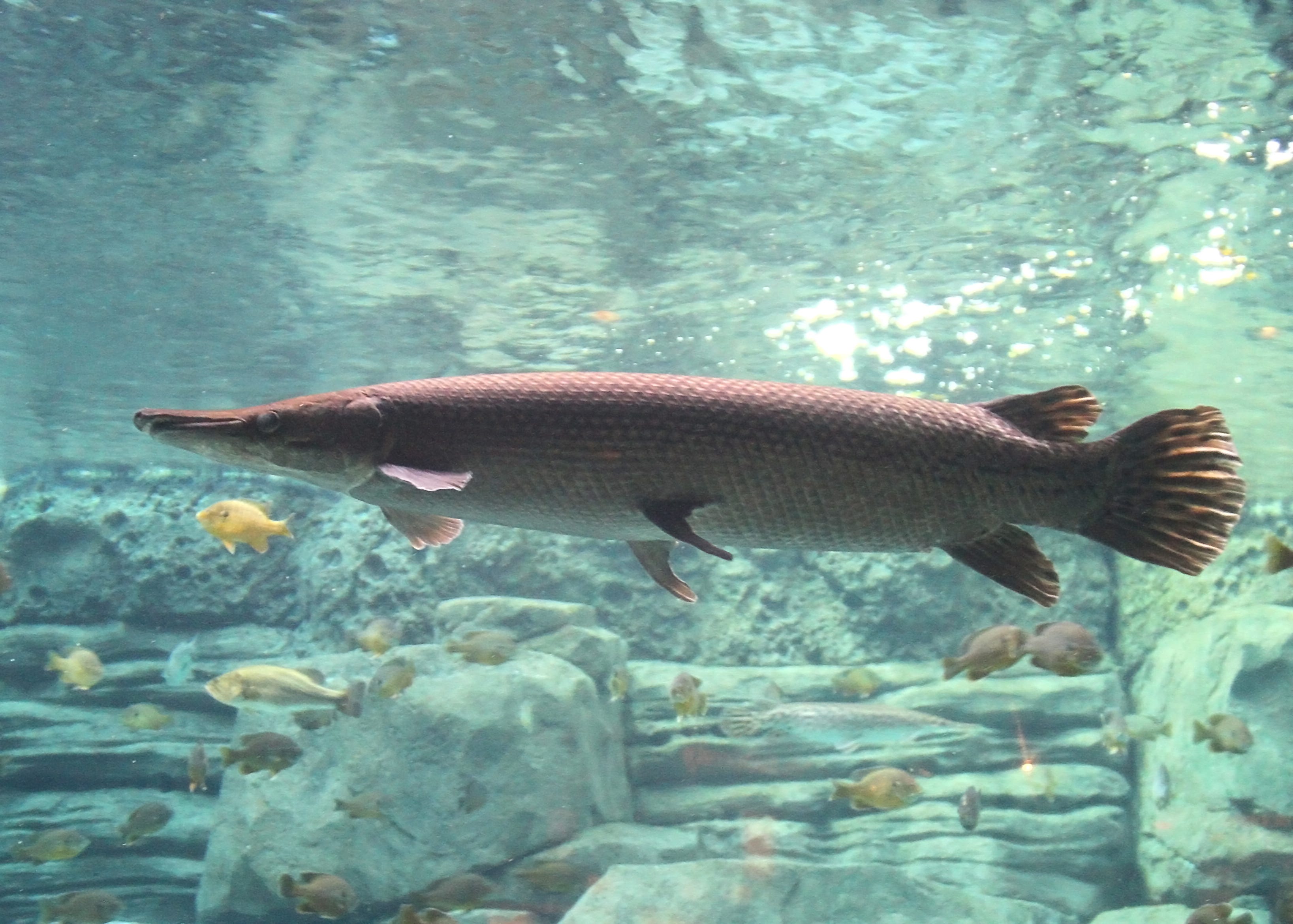 largest freshwater fish in the world