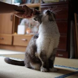 Les Meilleurs Outils Pour Toiletter Son Chat By Loic Viandier Medium Les Meilleurs Outils Pour Toiletter Son Chat By Loic Viandier Medium
