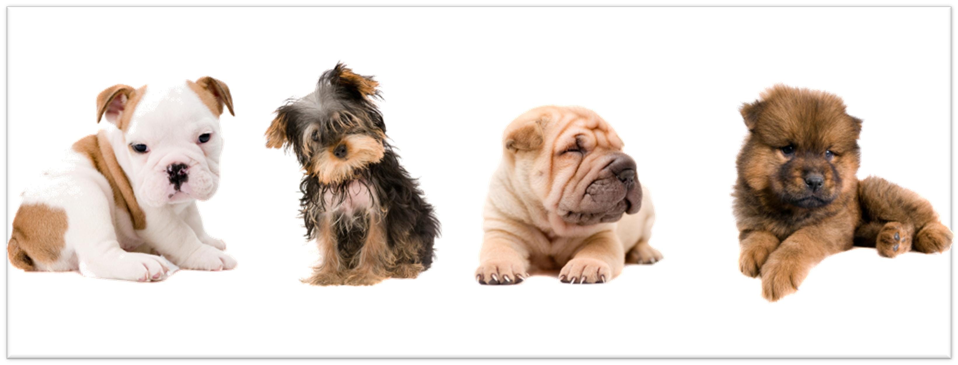 barking mad dog boarding