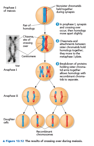 Campbell 13 Sexual Life Cycles And Meiosis By Thanrada Yawichai Medium
