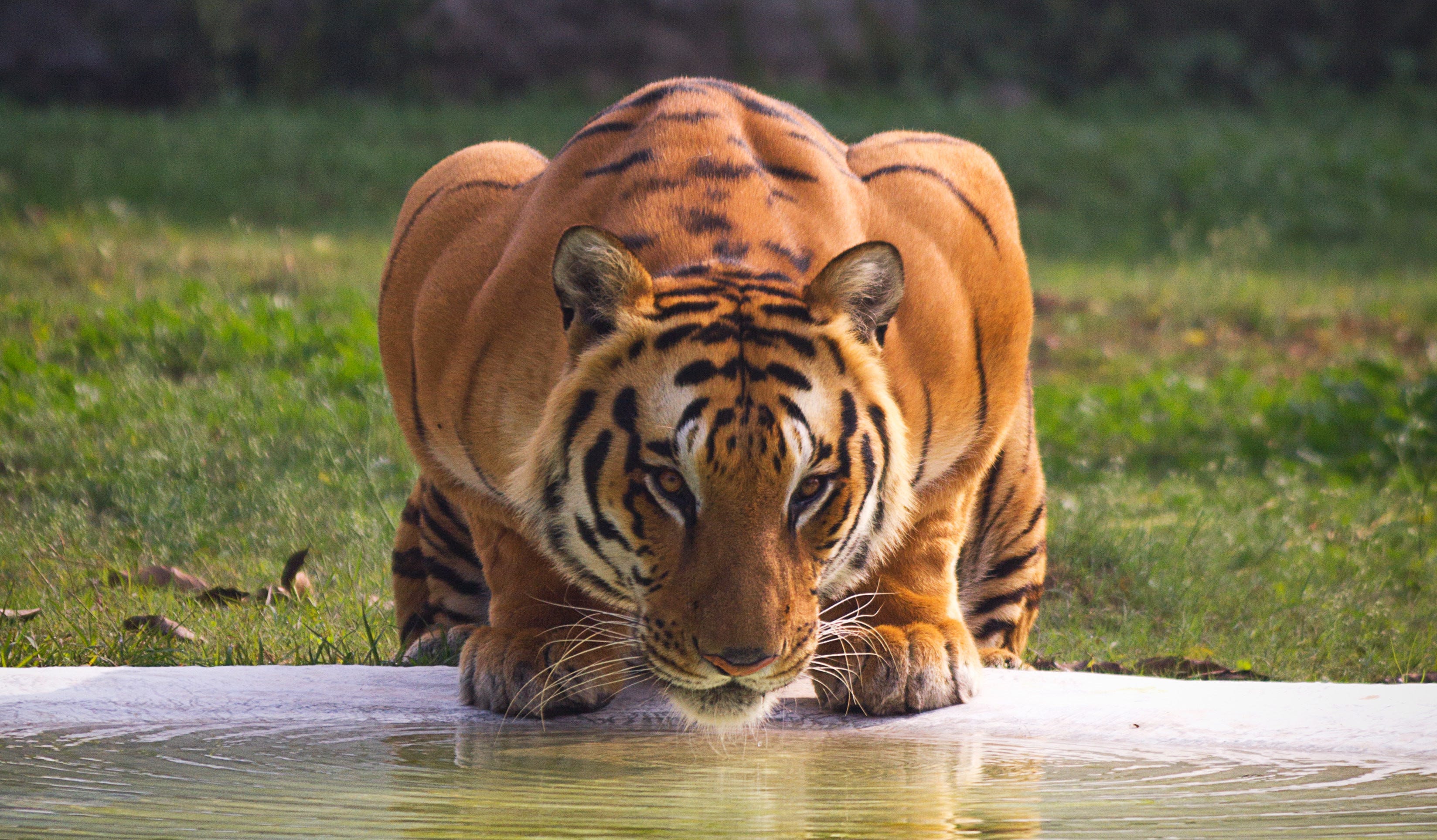 The Tragedy of the White Tiger - Clifton Long Jr. - Medium