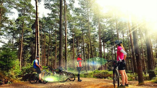 swinley forest cycling