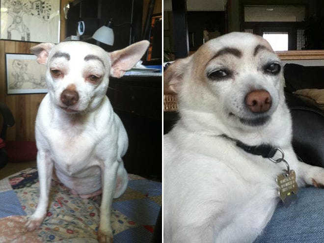 No sé que esperamos para pintarle unas cejas a nuestros perros | by Juan  Cruz | El Meme