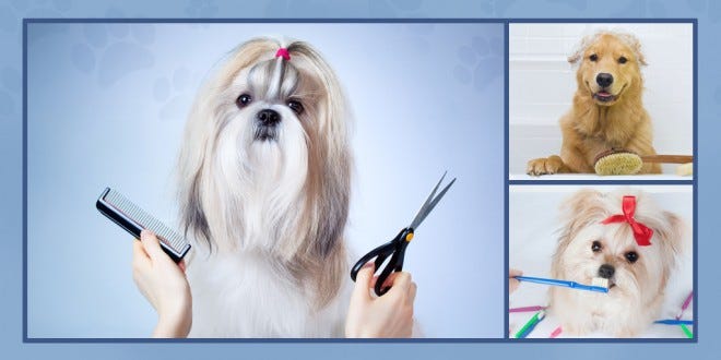 pet grooming supplies for sale