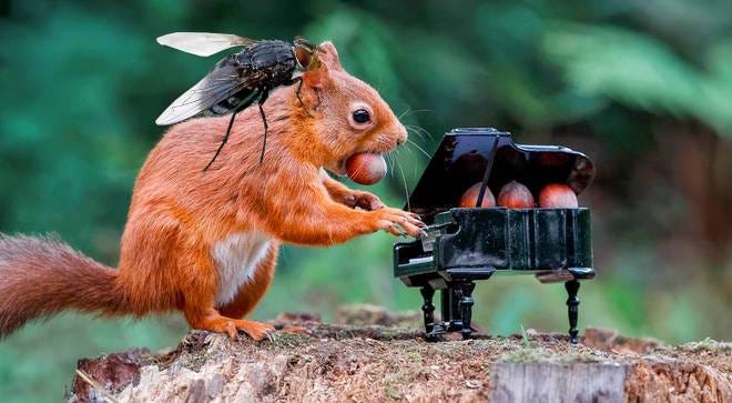 squirrels with lightsabers