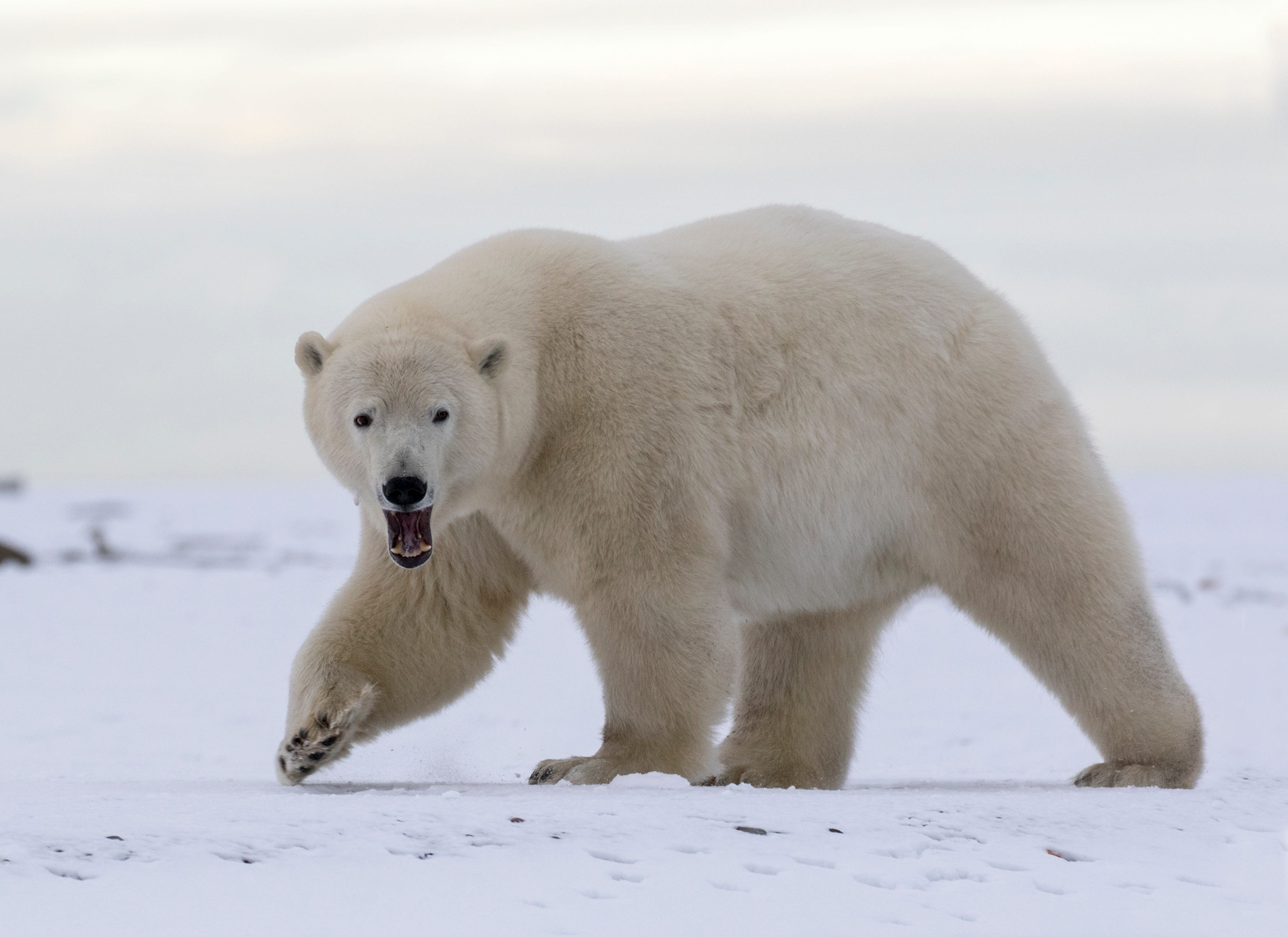 If Oil Spills, How Do We Clean Off Polar Bears? Wild