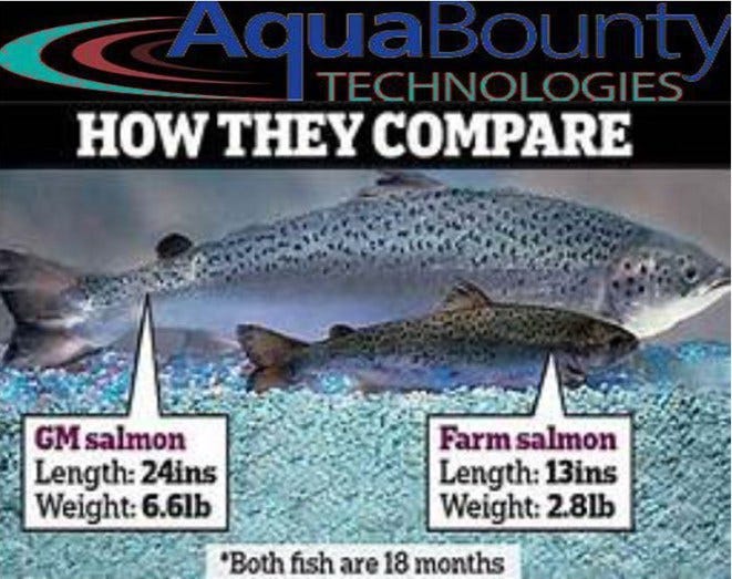 Genetically Engineered Salmon Aqua Bounty Aqb Is A Salmon Fisheries By Jacob David Medium