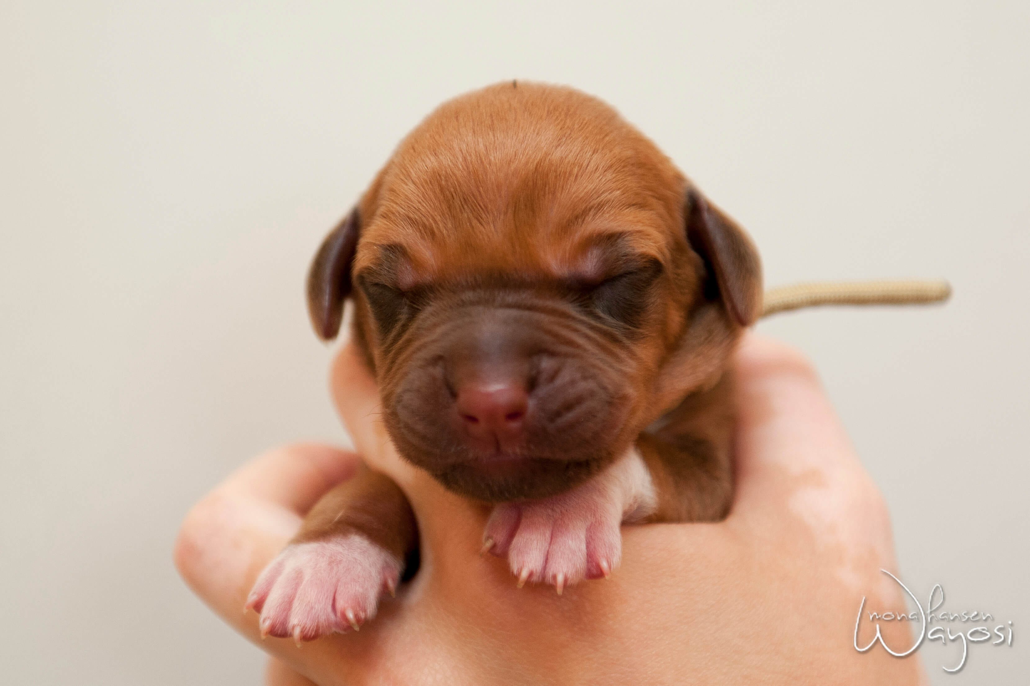 The arrival of Mio the Ridgeback - norwegian-ridgeback - Medium