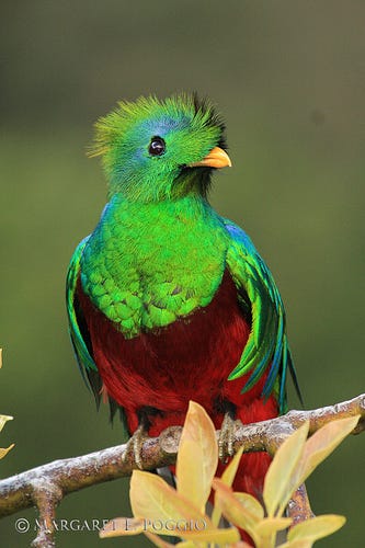 瑪雅聖鳥 去厄瓜多爾的mindo是為了追逐蜂鳥 闖進當地的reserva Las By Sharon Chan South America Ecuador Medium