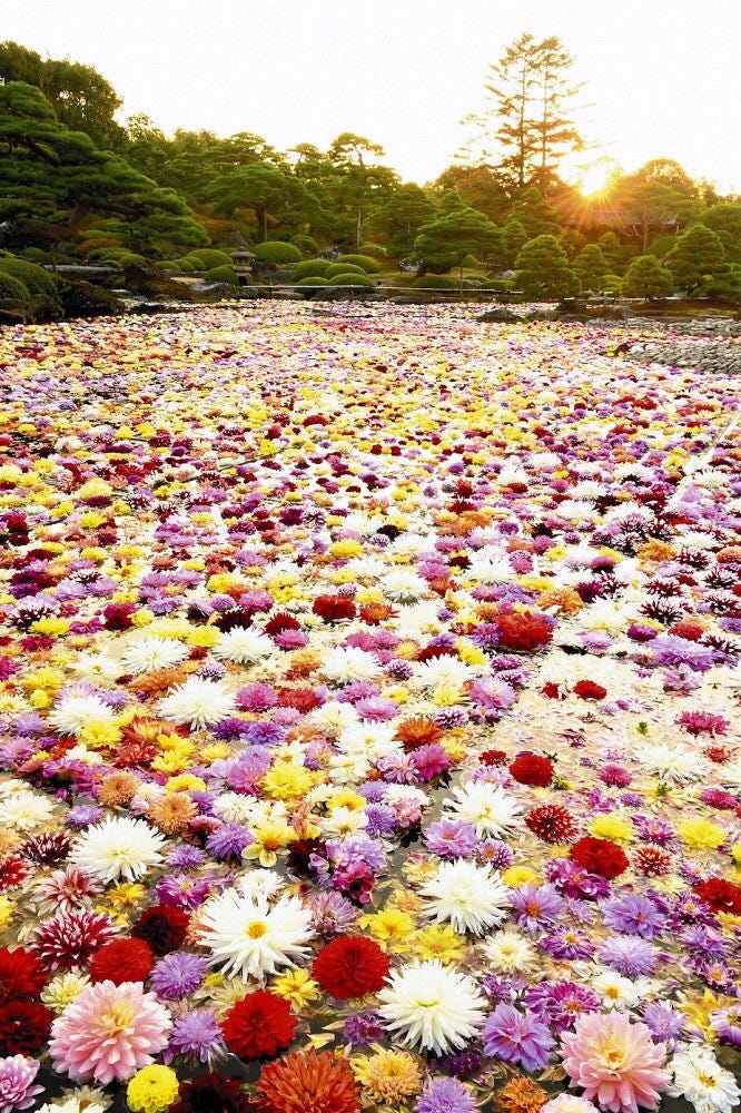 このまま待ち受けにしたいくらい美しい光景 こんぺいとう Kpt Medium このまま待ち受けにしたいくらい美しい光景 こんぺいとう Kpt Medium