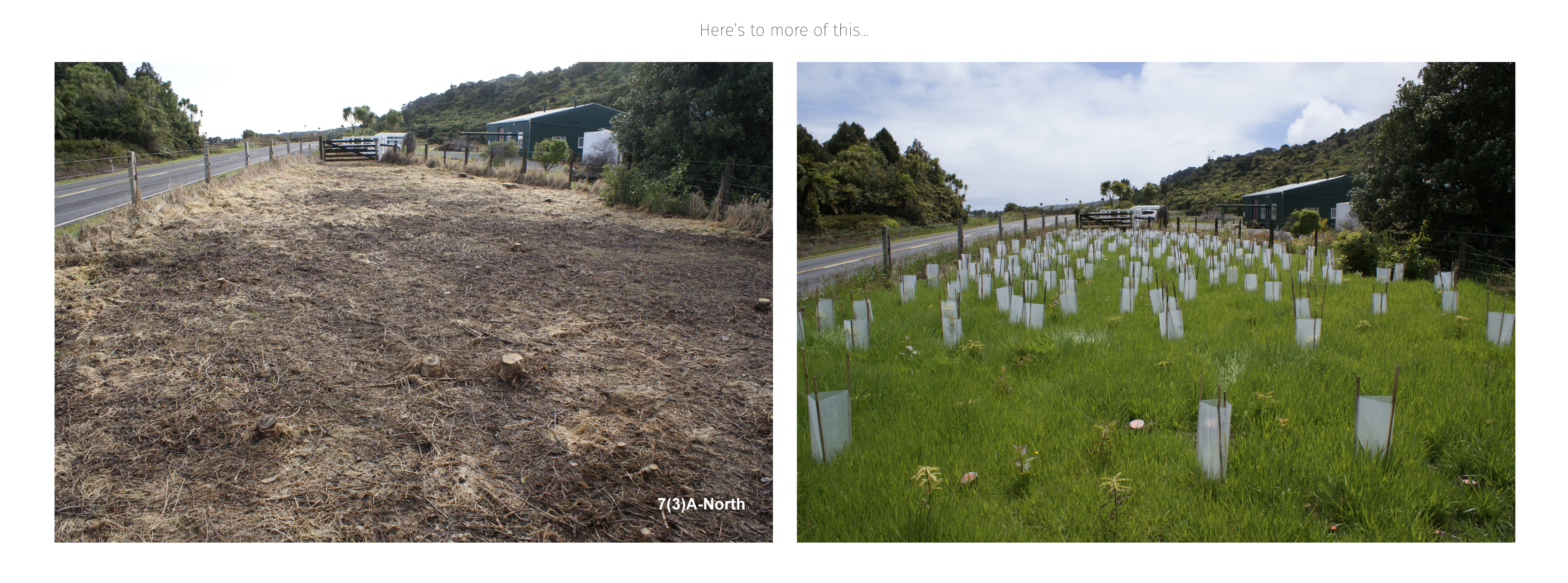 Photo monitoring for the flax roots by Sam Rye MDes Environmental