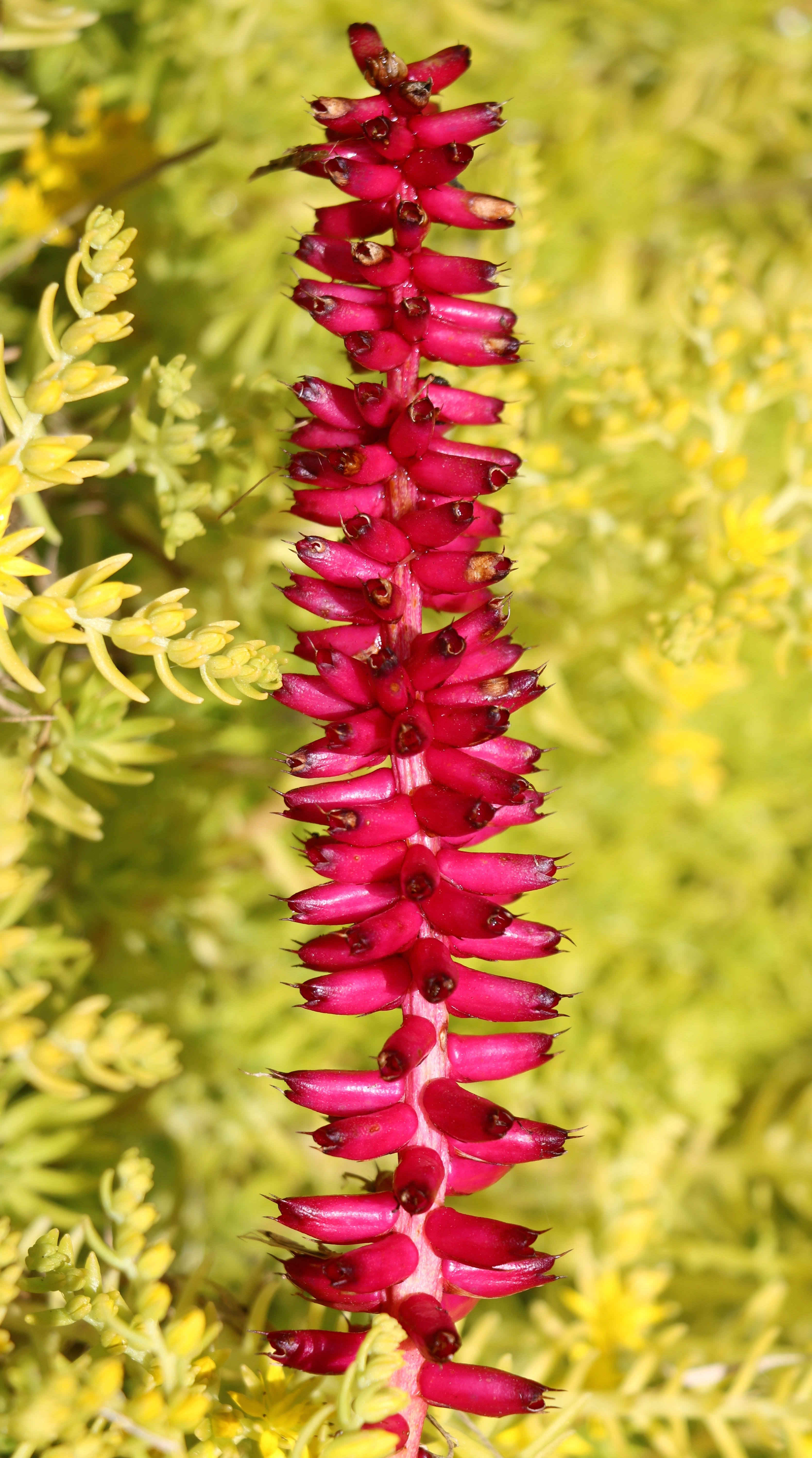 THIS TIME OF YEAR……... ……on the first day, spring/kōanga was… by
