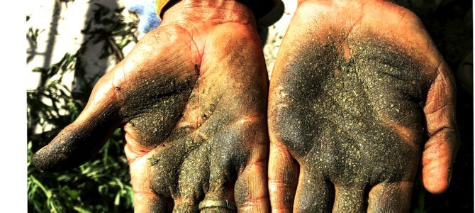 DIFFERENT TYPES OF CANNABIS or CHARAS OF PARVATI VALLEY | by DOOB CLUB |  Medium