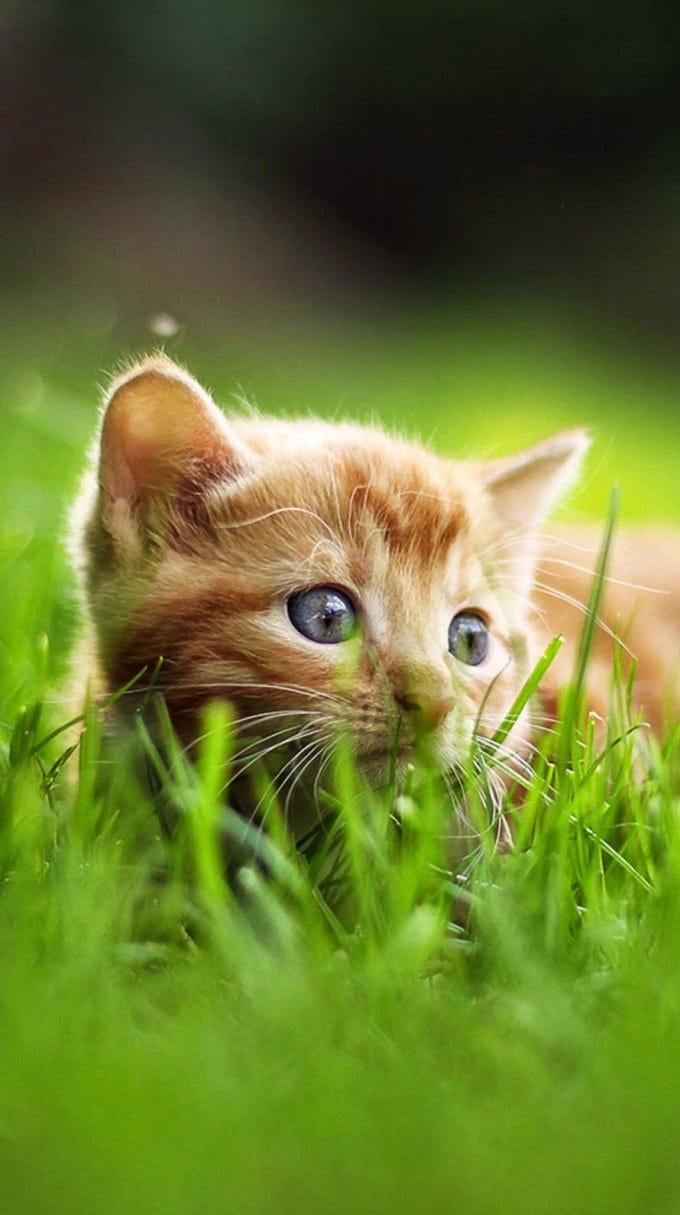 かわいい子猫 By Iphone Wallpaper Medium